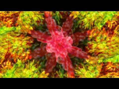 Sister Julie - Here We Dub Again (Visualizer)