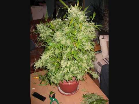 Chezidek - Herbsman Rise Again_0001.wmv