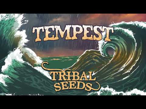 Tribal Seeds - Tempest (Official Audio)