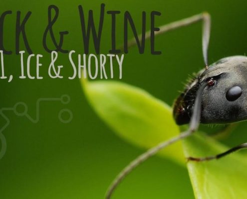Black Ants 1