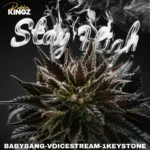 Babybang x 1keystone x Voicestream – Stay High