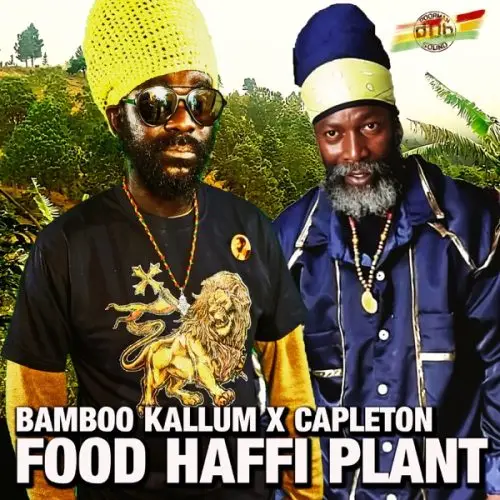 bamboo kallum - capleton - food haffi plant