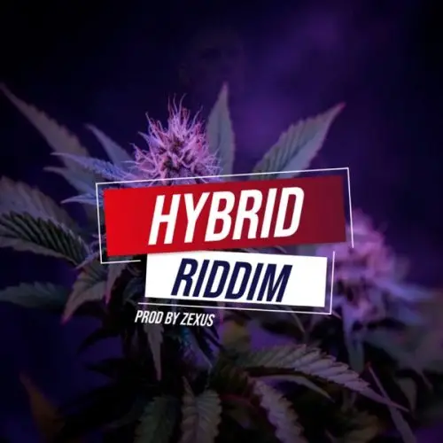 hybrid riddim