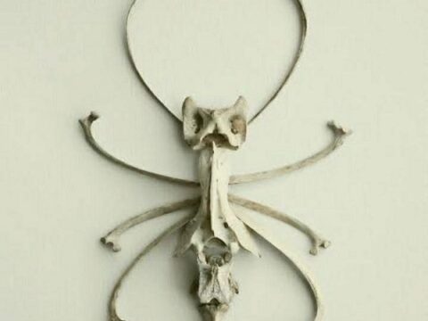 Dj Ant Bones