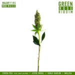 Green Rose Riddim – Walshy Fire
