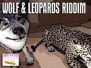 wolves and leopards riddim - 2006 - observer